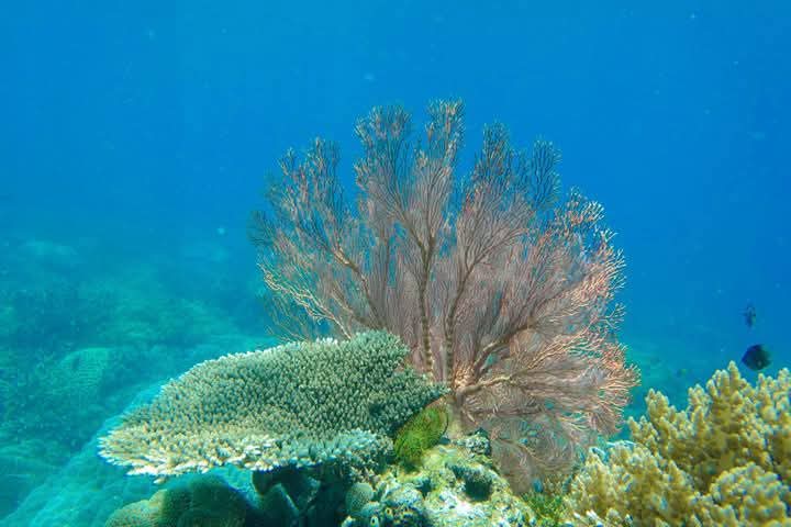 Snorkeling